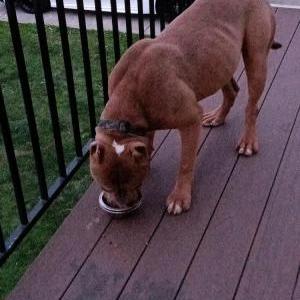 Found Dog Unknown