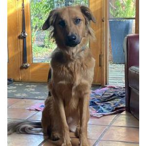 Lost Dog Finn