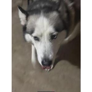 Found Dog Uknown