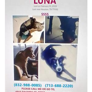 Lost Dog Luna