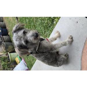 Found Dog Unknown