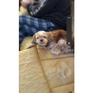 Image of Cassie, Lost Dog