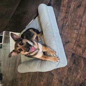Found Dog Unknown