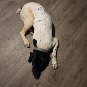 Image of Talon, Lost Dog