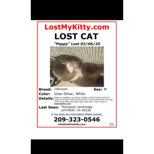 Image of Peppy, Lost Cat