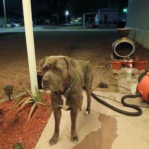 Image of Tank, Lost Dog
