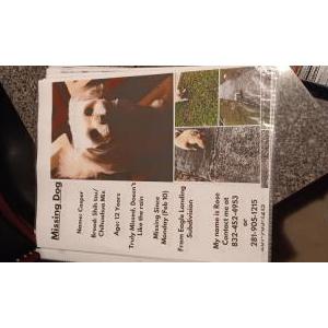 Lost Dog Casper