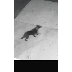 Image of Unknown, Found Dog