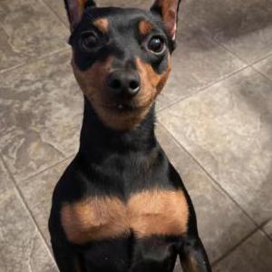 Lost Dog Bella