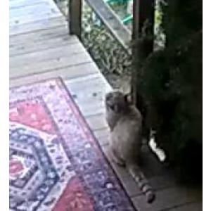 Image of Unknown, Lost Cat