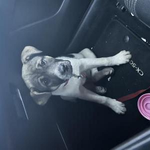 Found Dog Unknown