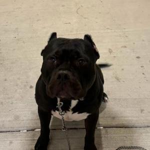 Image of Unknown, Found Dog