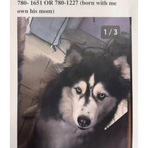 Image of Moon moon, Lost Dog