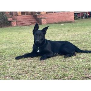 Image of Chevy, Lost Dog
