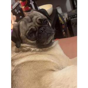 Image of Odis, Lost Dog
