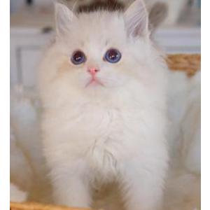 Image of Romeo, Lost Cat