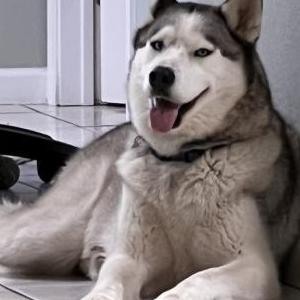 Lost Dog Lobo