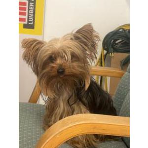 Lost Dog Chacal