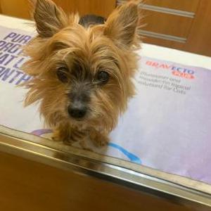 Lost Dog Tiny