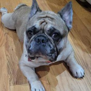 Lost Dog Rory