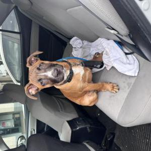 Found Dog Unknown
