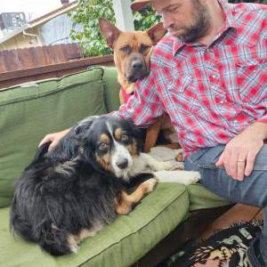 Image of BUDDY, Lost Dog