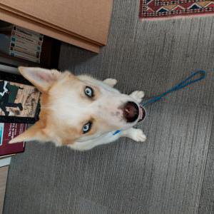 Found Dog Unknown