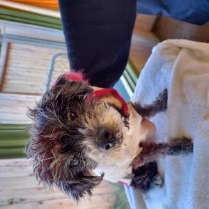Found Dog Unknown