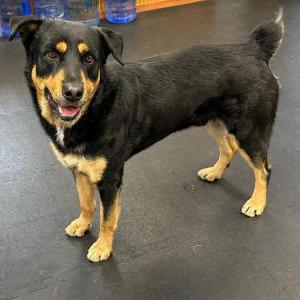 Image of unknown, Found Dog