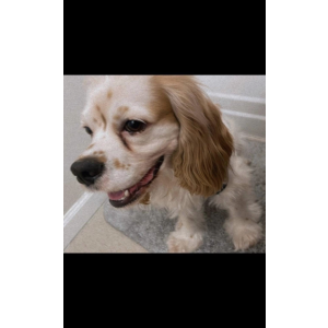 Lost Dog Milo