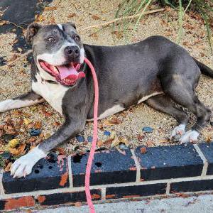 Lost Dog Ashly