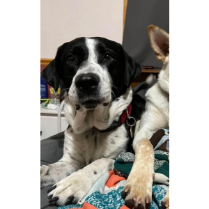 Image of Jac, Lost Dog