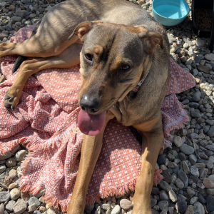 Found Dog Apple