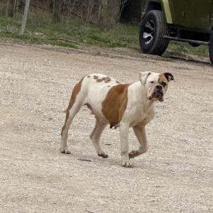 Found Dog Unknown