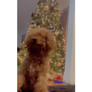 Image of Marshmellow, Lost Dog