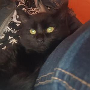 Image of Boo boo, Lost Cat