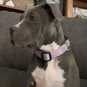 Image of Lilo, Lost Dog