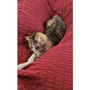 Image of Muffins, Lost Cat