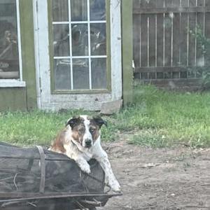 Image of Sinatra, Lost Dog