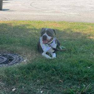 Lost Dog Lala