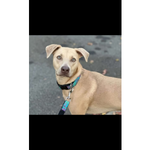 Image of Nala, Lost Dog