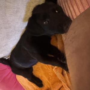Found Dog Unknown
