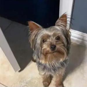 Lost Dog Dinero