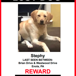 Image of Stephy, Lost Dog