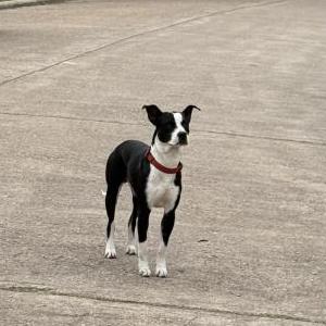 Found Dog Unknown