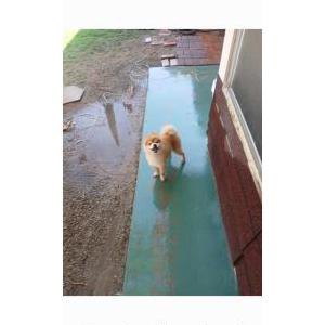 Image of Quentin, Lost Dog