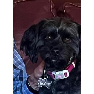 Image of Bodhi, Lost Dog