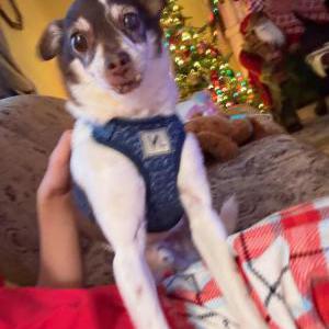Image of Carmelo, Lost Dog