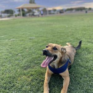 Image of Stella, Lost Dog