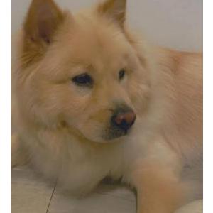 Image of Hazel, Lost Dog